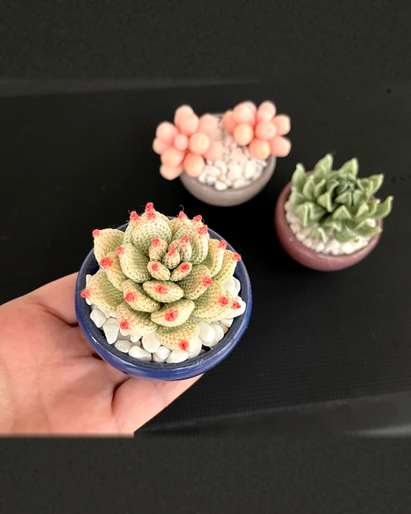 Miniature Succulent Collection